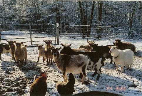 farmyard in winter
